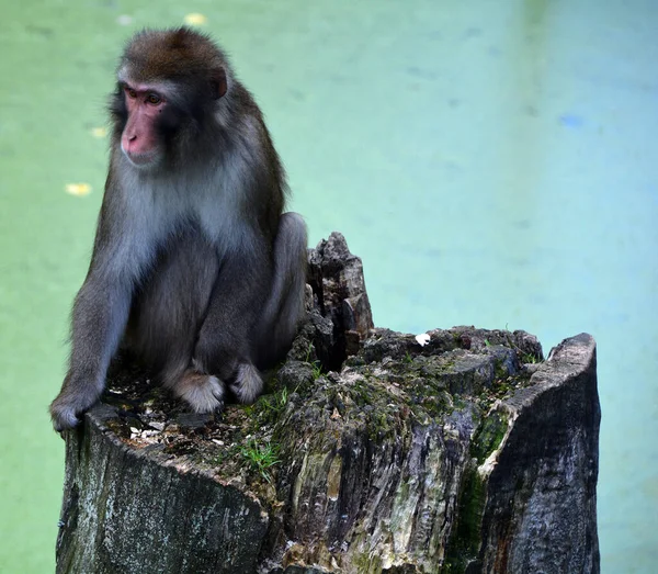 Close Shot Monkey Sitting Old Stomp Zoo — Zdjęcie stockowe