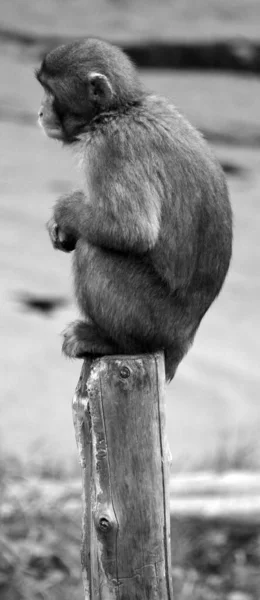 Крупним Планом Знімок Мавпи Журналі Зоопарку — стокове фото