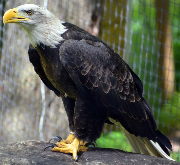 The bald eagle is a bird of prey found in North America. A sea eagle, it has two known subspecies and forms a species pair with the white-tailed eagle. Its range includes most of Canada and Alaska