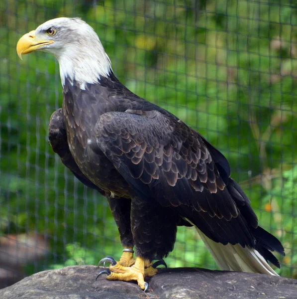 The bald eagle is a bird of prey found in North America. A sea eagle, it has two known subspecies and forms a species pair with the white-tailed eagle. Its range includes most of Canada and Alaska