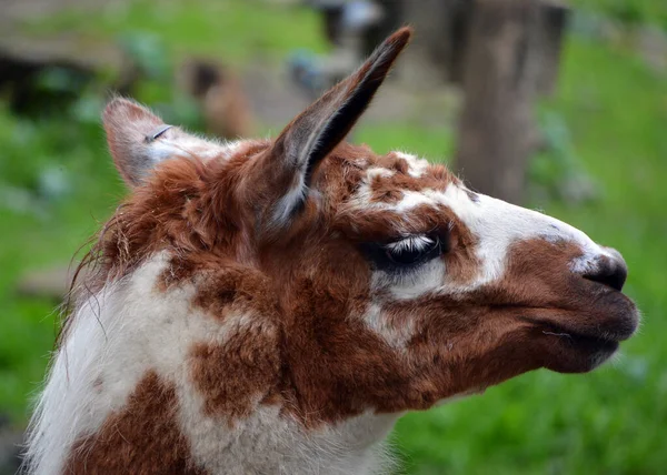 Close Shot Llama Zoo — Stockfoto