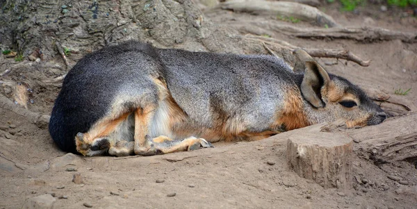 Capybaran Stor Gnagare Släktet Hydrochoerus Varav Den Enda Andra Existerande — Stockfoto