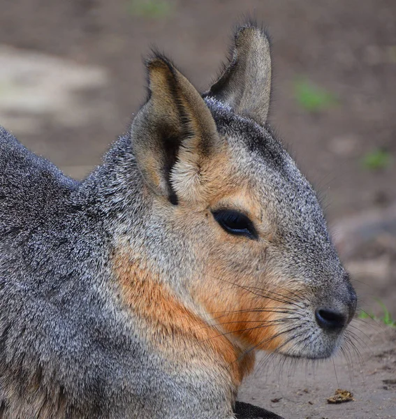 Capibara Roedor Grande Del Género Hydrochoerus Del Cual Único Otro — Foto de Stock