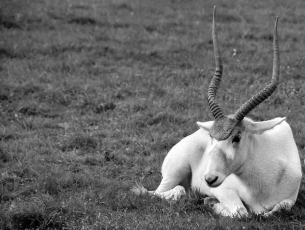 Addax Addax Nasomaculatus Nota Anche Come Antilope Bianca Antilope Screwhorn — Foto Stock