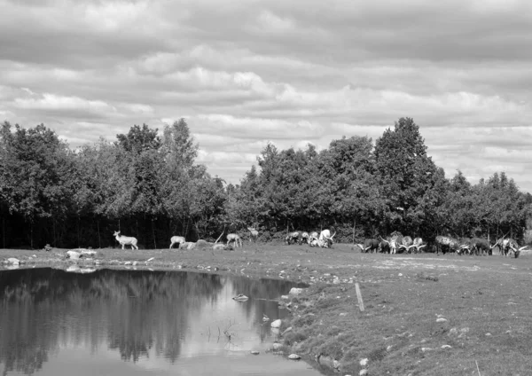 Крупним Планом Знімок Великої Групи Биків Зоопарку — стокове фото