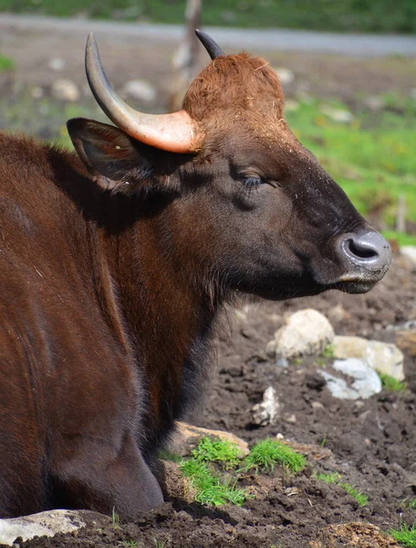 Close Shot Bull Lying Ground Zoo — Stok fotoğraf