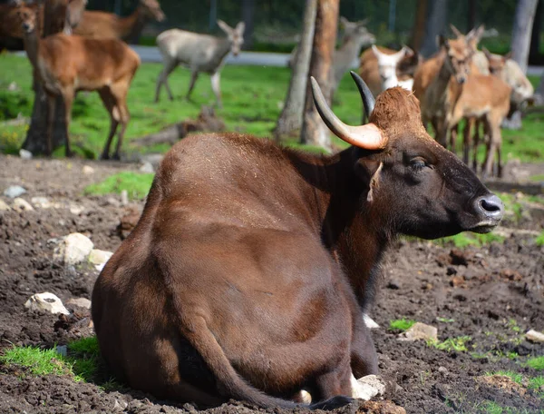 Close Shot Bull Lying Meadow Zoo — Stock fotografie