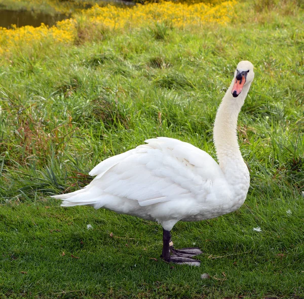 Close Shot White Swan Zoo — 스톡 사진
