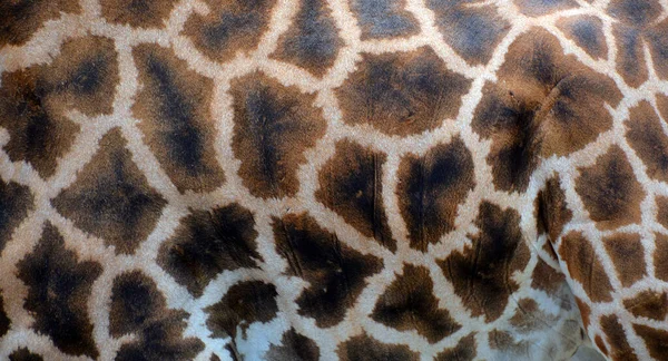Close Shot Texture Giraffe Skin — Stock Photo, Image