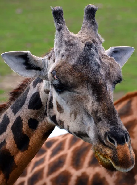 Giraffe National Park South Africa — Stock Fotó