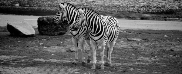 Close Shot Couple Zebras Zoo — 스톡 사진