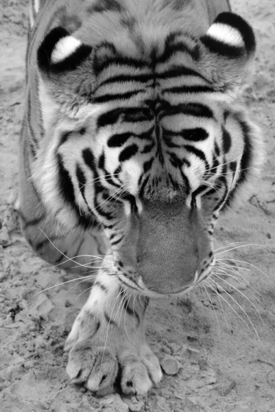 Tigre Tout Près Tigre Panthera Tigris Est Grande Espèce Chat — Photo