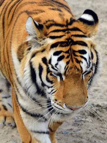 Tijger Dicht Tijger Panthera Tigris Grootste Kattensoort Het Derde Grootste — Stockfoto
