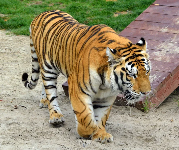 Tiger close up. The tiger (Panthera tigris) is the largest cat species. It is the third largest land carnivore (behind only the polar bear and the brown bear).