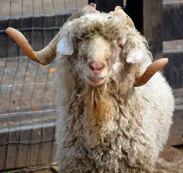 Close Shot Sheep Zoo — Foto Stock