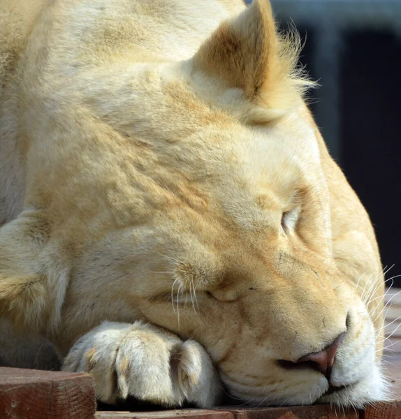 Close Shot Lioness Lying Ground Zoo — 스톡 사진