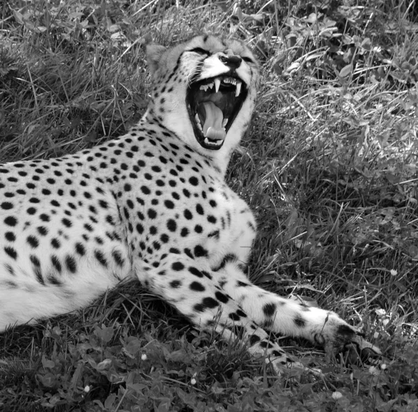 Cheetah Zoo Animal — Fotografia de Stock