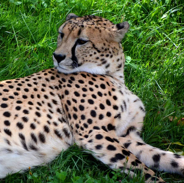 Cheetah Zoo Animal — Foto Stock