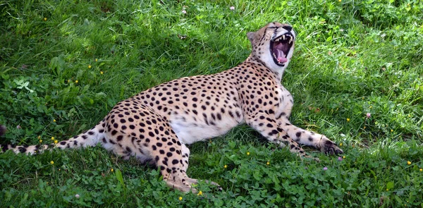 Cheetah Zoo Animal — стоковое фото