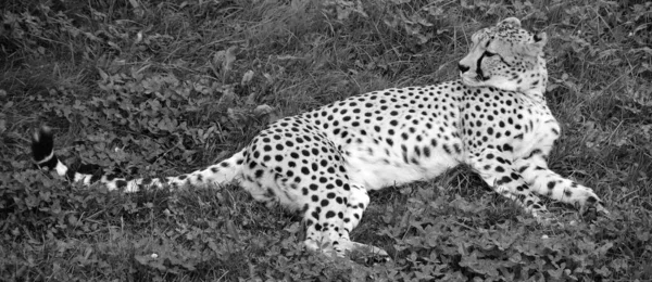 Cheetah Zoo Animal — Stockfoto