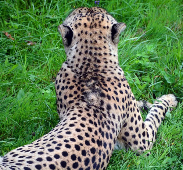 Cheetah Zoo Animal — Stockfoto