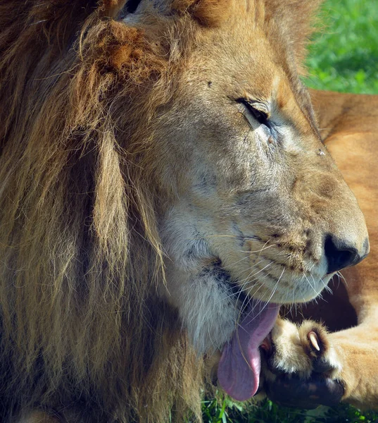 Lion One Four Big Cats Genus Panthera Member Family Felidae — Stock fotografie