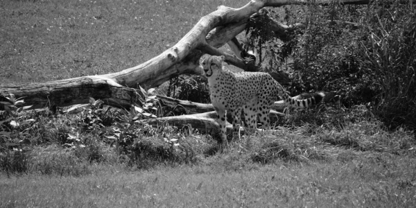 Close Shot Cheetah Zoo — Fotografia de Stock