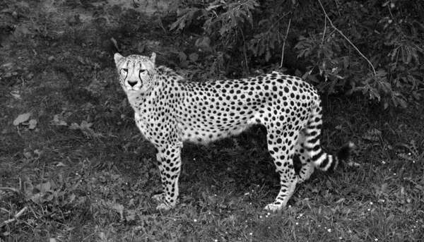 Close Shot Cheetah Zoo — Stok Foto