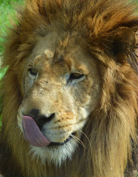 Lion One Four Big Cats Genus Panthera Member Family Felidae — Foto Stock