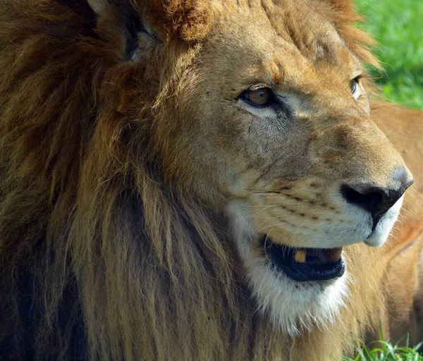 Lion One Four Big Cats Genus Panthera Member Family Felidae — 图库照片