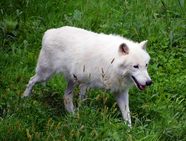 Invierno Zorro Ártico Vulpes Lagopus También Conocido Como Zorro Blanco —  Fotos de Stock