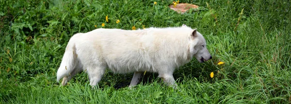 Inverno Raposa Ártica Vulpes Lagopus Também Conhecida Como Raposa Branca — Fotografia de Stock