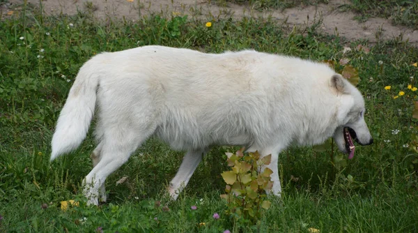 Invierno Zorro Ártico Vulpes Lagopus También Conocido Como Zorro Blanco — Foto de Stock