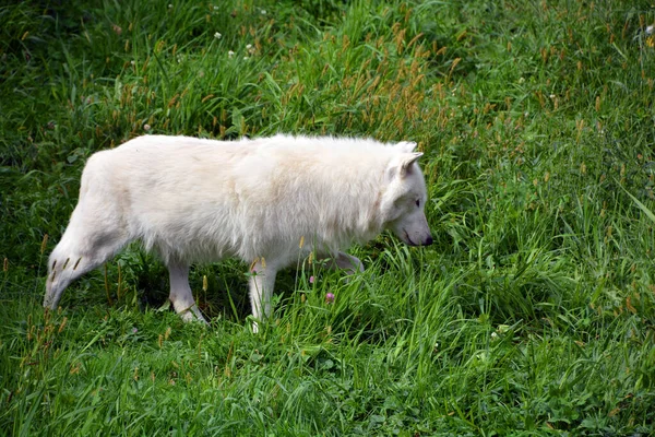 Vintern Arktisk Räv Vulpes Lagopus Även Känd Som Vit Polär — Stockfoto