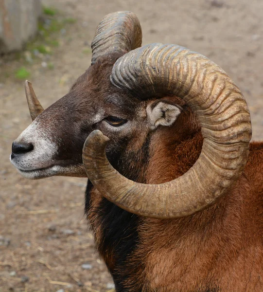 European Male Mouflon Westernmost Smallest Sub Species Mouflon Originally Found — Stock Photo, Image