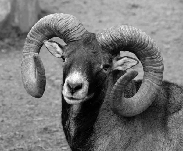 European Male Mouflon Westernmost Smallest Sub Species Mouflon Originally Found — Foto Stock