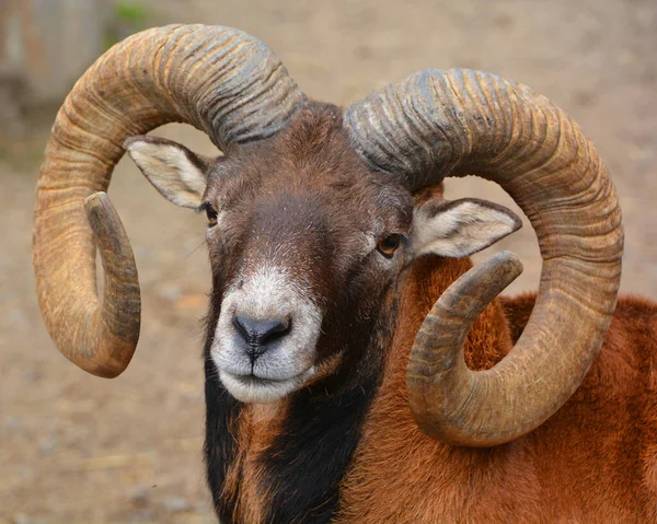 European Male Mouflon Westernmost Smallest Sub Species Mouflon Originally Found — Fotografia de Stock