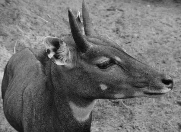 Close Shot Small Antelope Cub Zoo — Stok fotoğraf