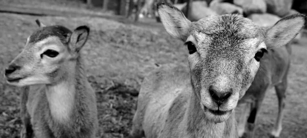 Close Shot Deer Cubs Zoo — Foto Stock