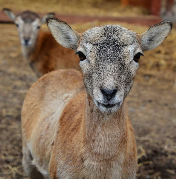 Close Shot Wild Goats Zoo — Foto Stock