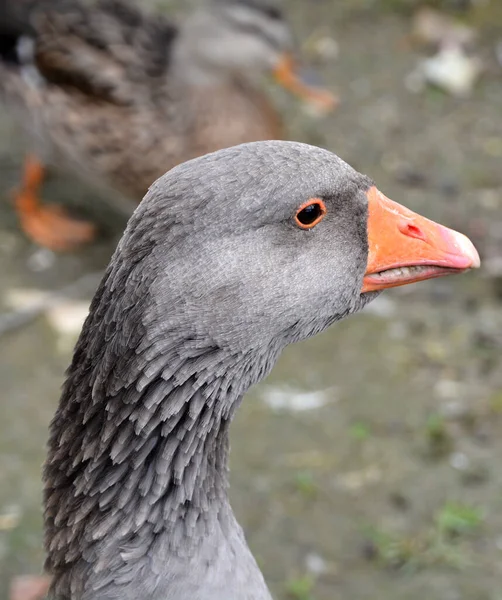 Close Shot Grey Goose Zoo — Fotografia de Stock