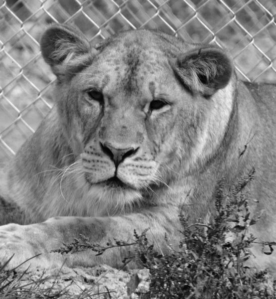 Portrait Près Une Lionne — Photo