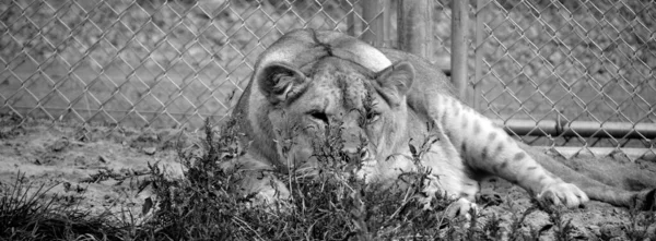 Ritratto Bianco Nero Della Leonessa — Foto Stock