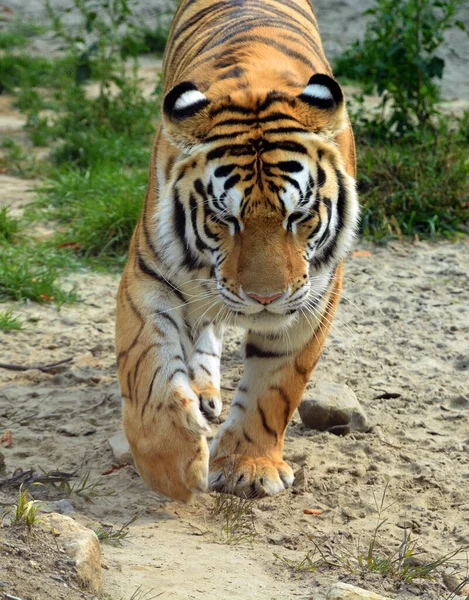 이거닫아 호랑이 Panthera Tigris 고양이 과에서 종이다 번째로 동물이다 북극곰과 — 스톡 사진