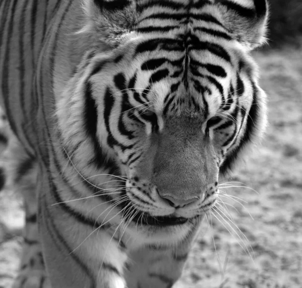 Tigre Perto Tigre Panthera Tigris Maior Espécie Gato Terceiro Maior — Fotografia de Stock