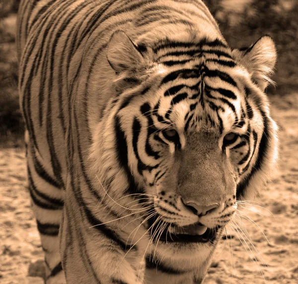 Tigre Perto Tigre Panthera Tigris Maior Espécie Gato Terceiro Maior — Fotografia de Stock