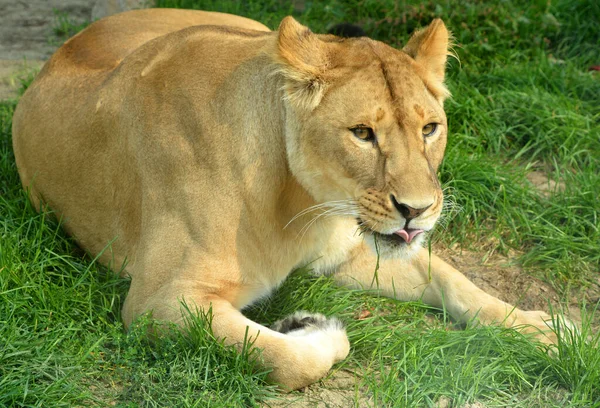 Close Shot Lioness — Foto de Stock