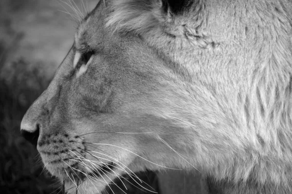 Close Shot Lioness — 图库照片