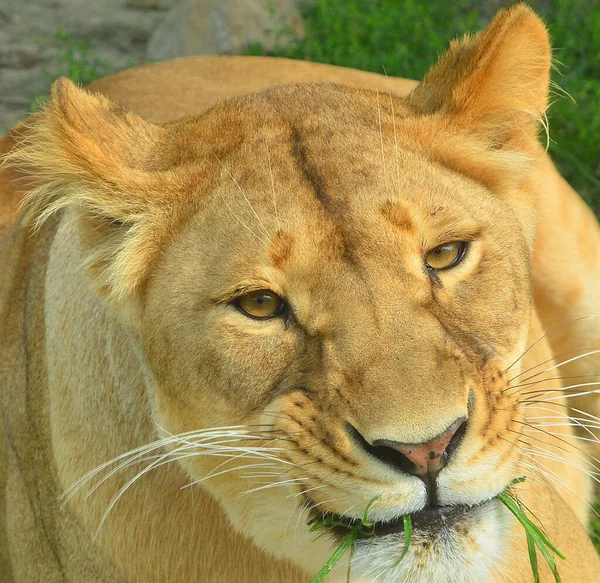 Close Shot Lioness — Fotografia de Stock