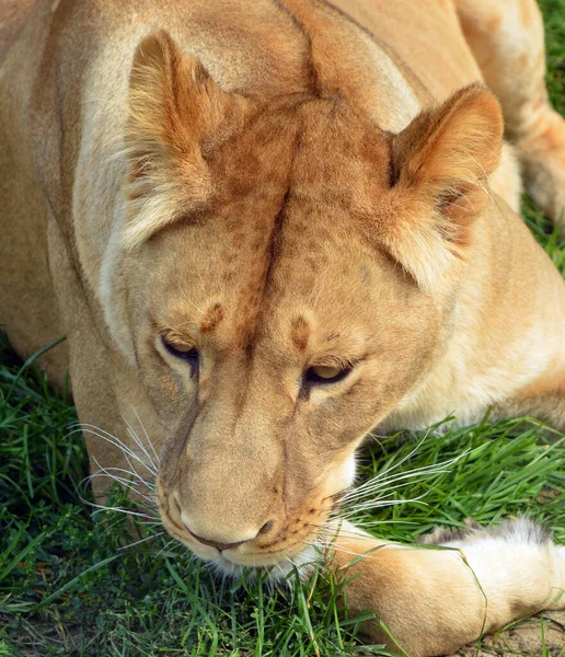 Close Shot Lioness — Fotografia de Stock